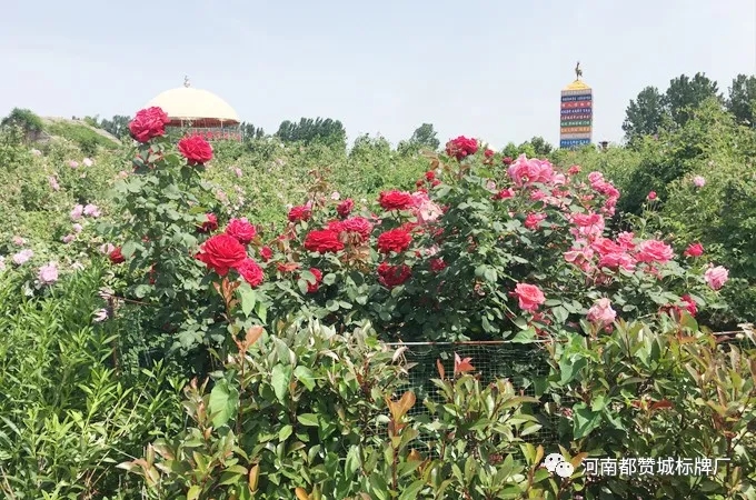 都赞城玫瑰庄园烧烤