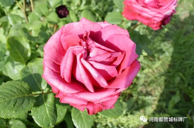 都赞城玫瑰庄园烧烤